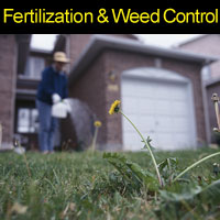 fertilization