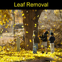 leaf_removal